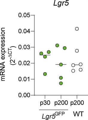 Long-term survival of LGR5 expressing supporting cells after severe ototoxic trauma in the adult mouse cochlea